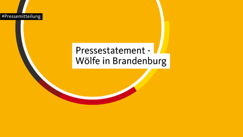 Wölfe in Brandenburg: Extremer finanzieller Aufwand mit wenig Effekten